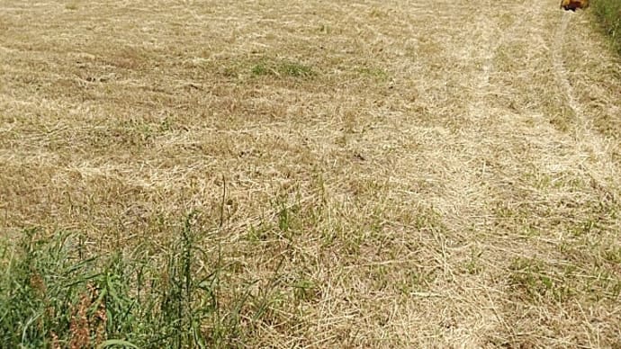 あっつい! エサ高なので、へこたれず、イタリアンライグラスの刈り取り、持ち帰り。