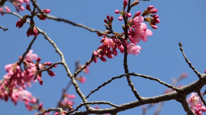 桜の開花宣言