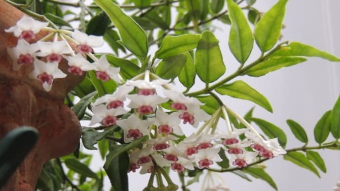 旅行後の花と犠牲になった花