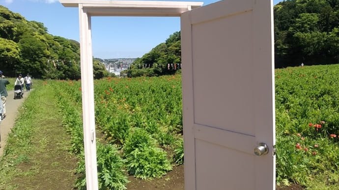 横須賀花観光・1