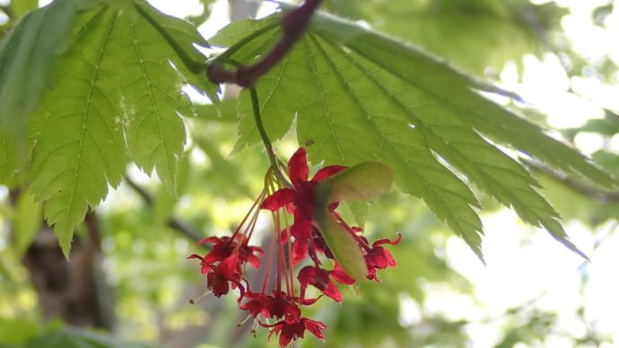 庭の花