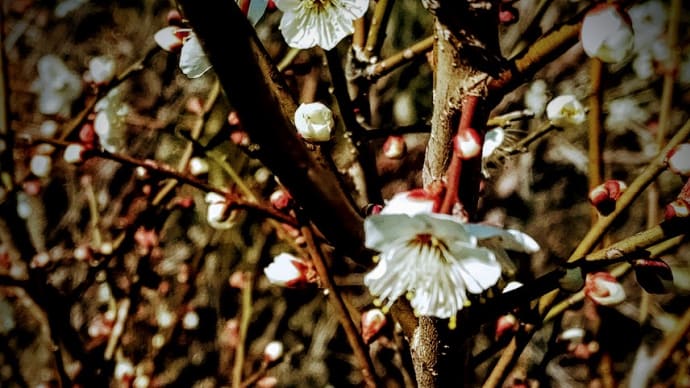 梅の開花宣言