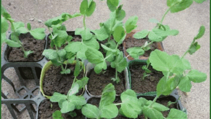 雨が降り出す前に「ツタンカーメンのえんどう豆」の苗を畑へ植え付けようと、お昼前から作業を始めたものの・・・