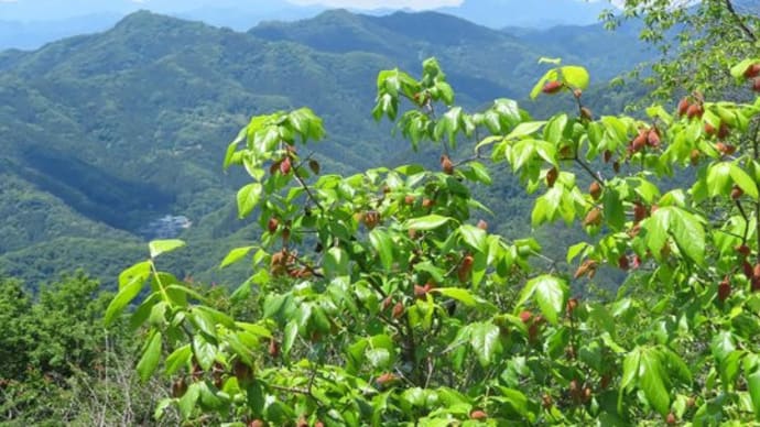 宝登山 蝋梅 果実