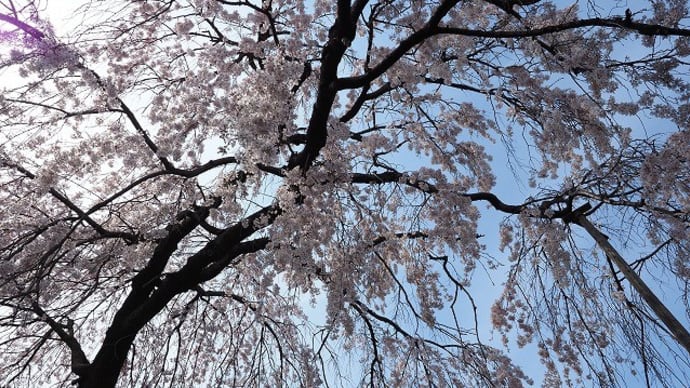 美里町 蓮生堂の熊谷桜