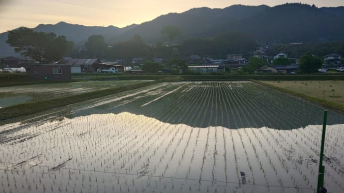 田植え