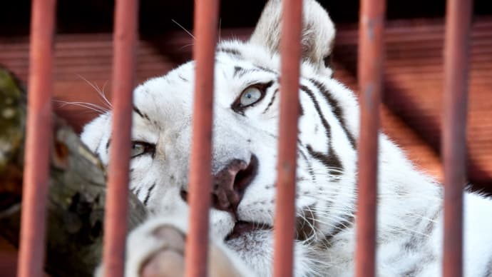 池田動物園といえばホワイトタイガー