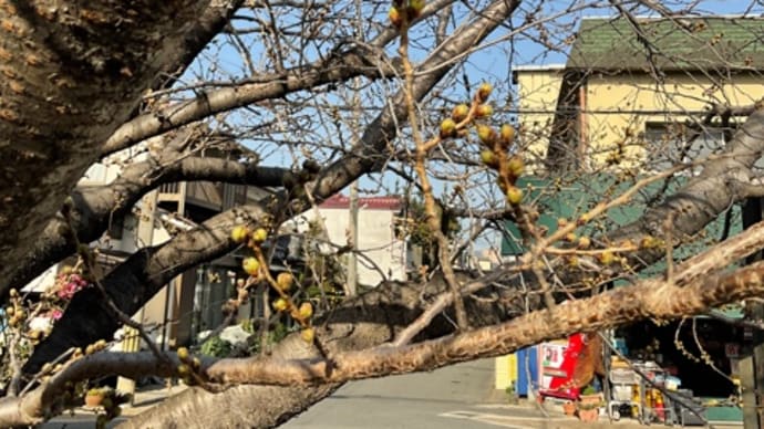 城南の桜2022 開花状況