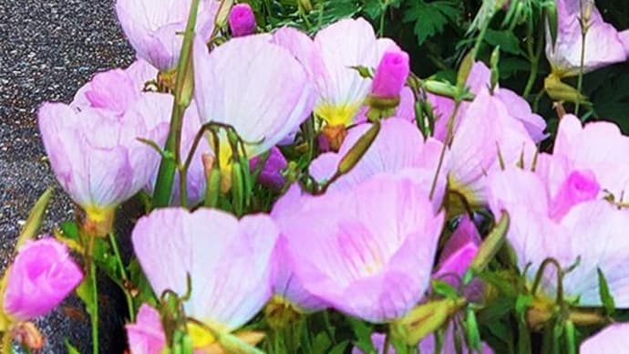 2021.4 千葉ポートパーク付近 #2 ~ こうすけ と 昼咲き月見草 ~ にゃ~にゃ~の日 雑草倶楽部