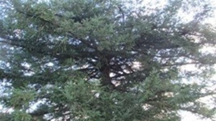 カメラとスマホとどちらがきれいな写真が撮れる?
