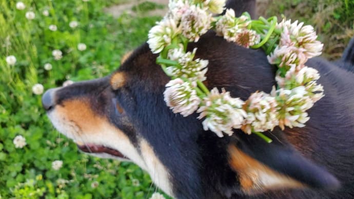 とりあえず、犬用!