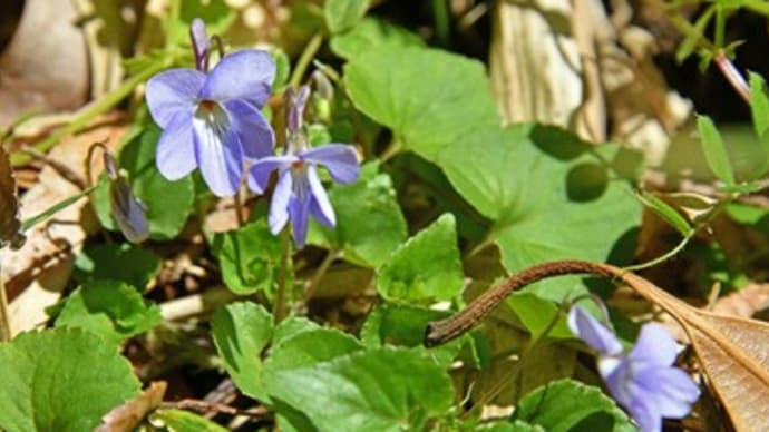 すみれの花咲く頃