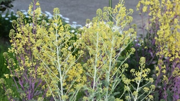 葉牡丹(ハボタン)の花