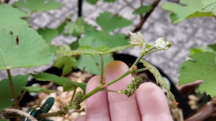 デラウェア✨花房ふくらみ始めた