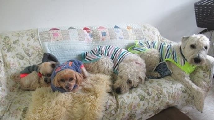 サクラちゃんをシャンプー中、常勤看板犬は、、、!?