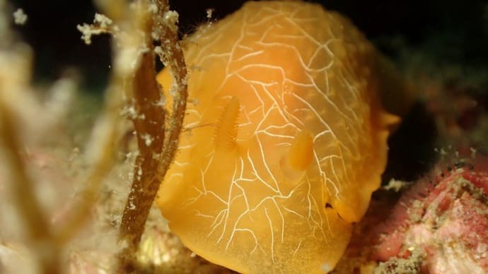 ✬✬九十九島の生き物たち✬✬