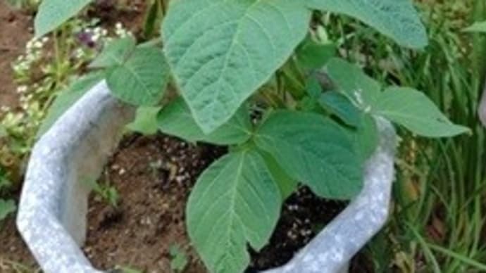 黒豆の鞘が出来ていました! お花は見かけなかったけど