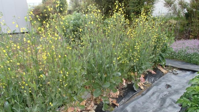 のらぼう菜の撤収と赤ネギの植え替え 2日