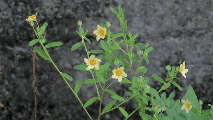 路傍の花