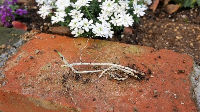 ミント植え替えスタート