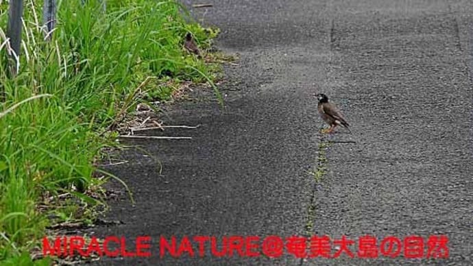 秋名水田農道で鳥見