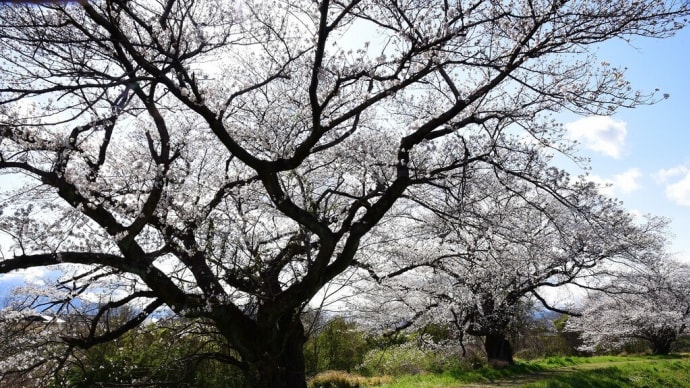 樽見鉄道沿線の桜 その3