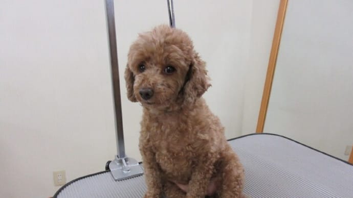 りんちゃん なつちゃん