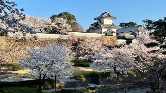 お城の桜　桜②