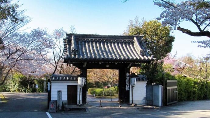 2023桜の時期の将軍塚青龍殿に &写真修正