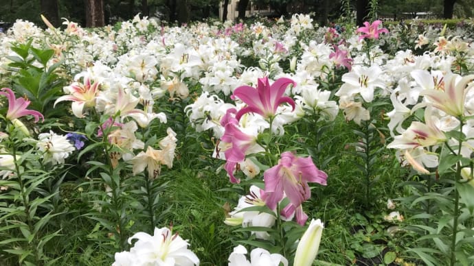 日比谷公園の百合、そろそろピークダウン😥