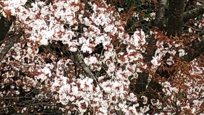 ななせダムからの山桜
