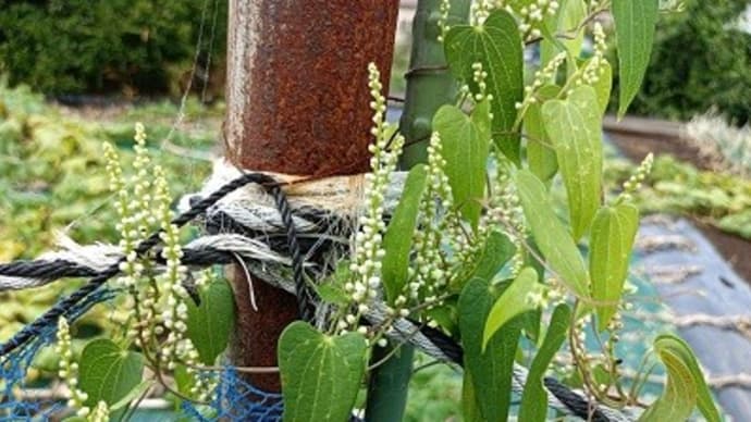 夏の花・華コレクション2023/ヤマノイモにも花が咲く