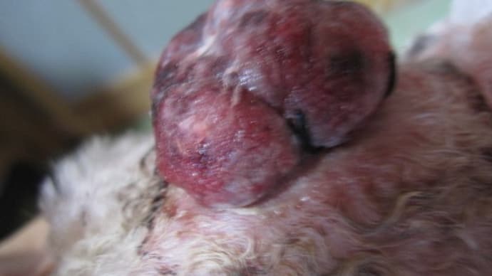 愛犬モコの3日目