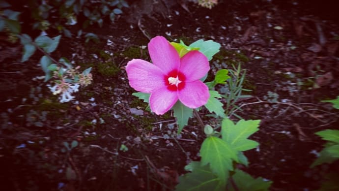 Life in Peace🌸☘️