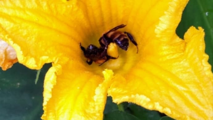 蜜蜂