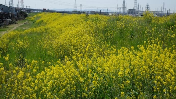 京都伏見東高瀬川の堤防