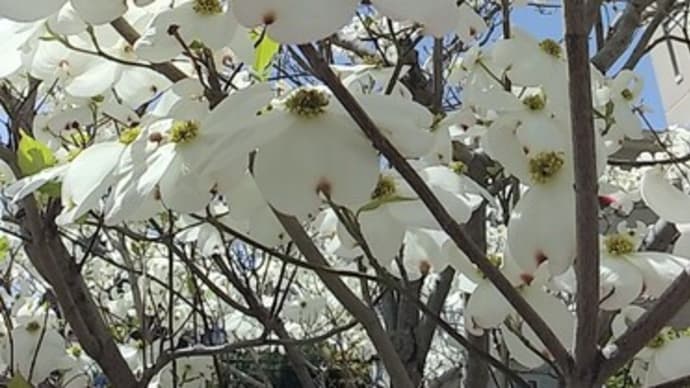 今週の芦屋教室