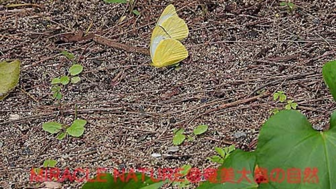 地中の水分を吸うナミエシロチョウ