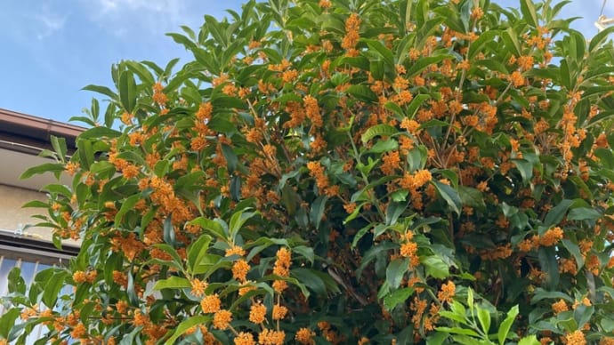 今日のお花🌼