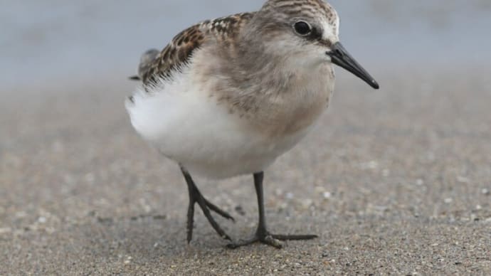 頭を掻く野鳥たち トウネン