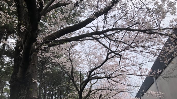 今日の桜 4月4日