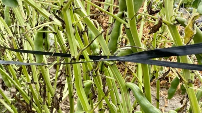 畑に行ってきた。 空豆収穫! 夏野菜が植ってた等等
