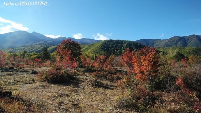 紅葉 大カエデ(大楓)