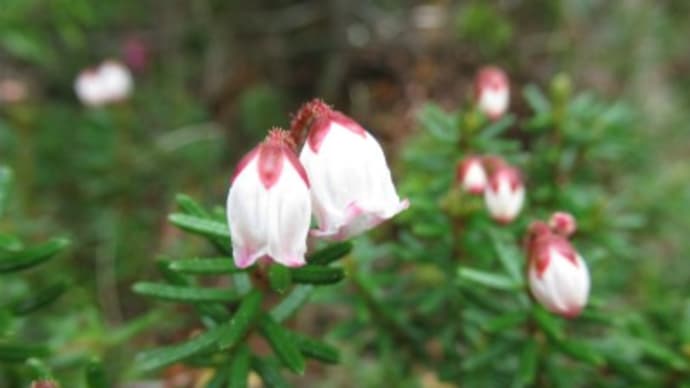 篭の登山周辺のお花