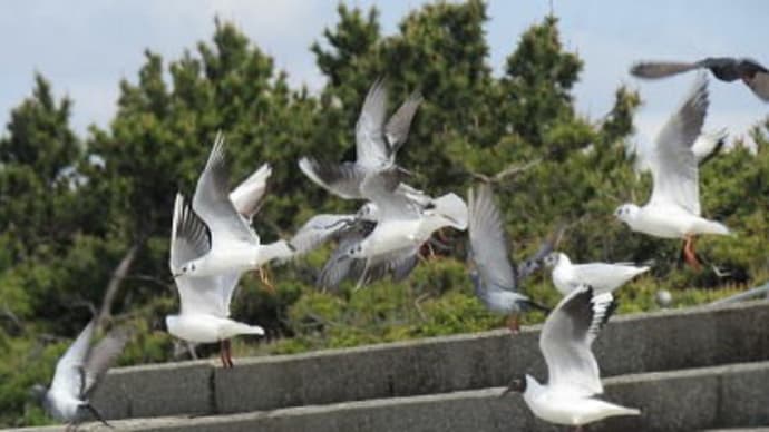検見川浜散歩４月１９日：冬の渡り鳥未だ不帰