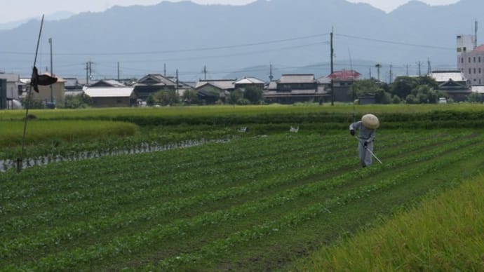 鳥よけグッズが頭上に