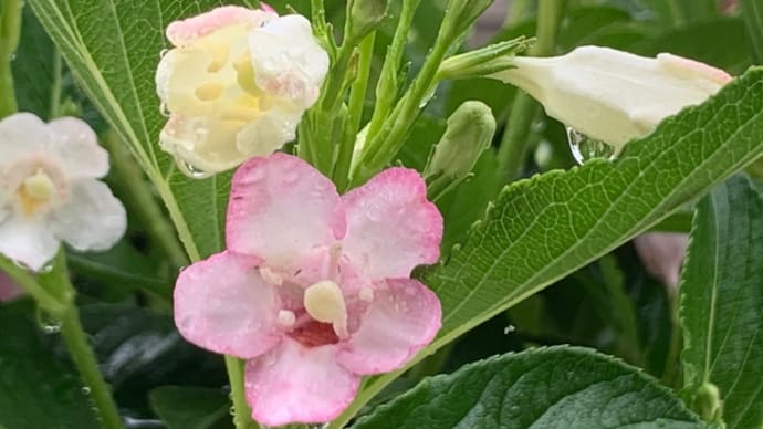 キウイの受粉 今年は花の咲きが順調