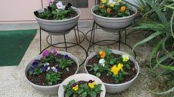 パンジーとビオラを鉢植えに