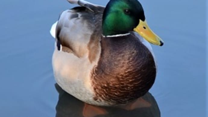 三渓園の水鳥たち・・・ 2022 Feb