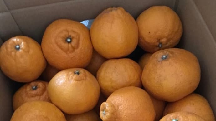 産直 お取り寄せ デコポン